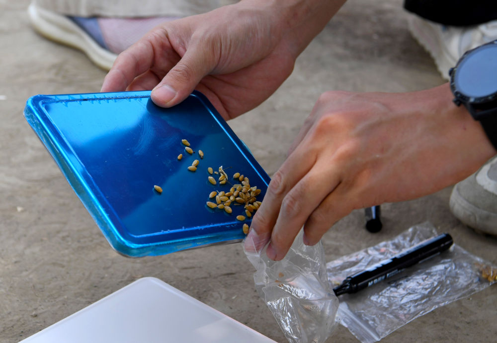 必赢中国“三夏”生产一线观察｜田间好“丰”景 夏收正当时(图8)