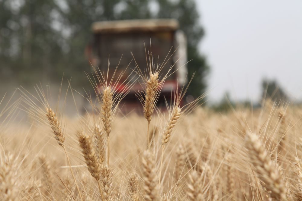 必赢中国“三夏”生产一线观察｜田间好“丰”景 夏收正当时(图12)