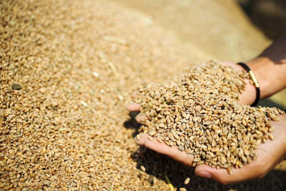 必赢中国“三夏”生产一线观察｜田间好“丰”景 夏收正当时(图13)