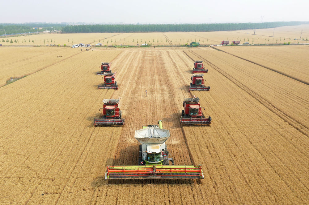 必赢中国“三夏”生产一线观察｜田间好“丰”景 夏收正当时(图2)