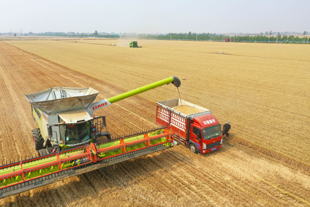 必赢中国“三夏”生产一线观察｜田间好“丰”景 夏收正当时(图3)