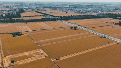 必赢中国“三夏”生产一线观察｜田间好“丰”景 夏收正当时(图4)