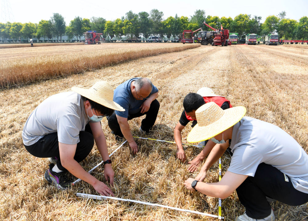必赢中国“三夏”生产一线观察｜田间好“丰”景 夏收正当时(图7)