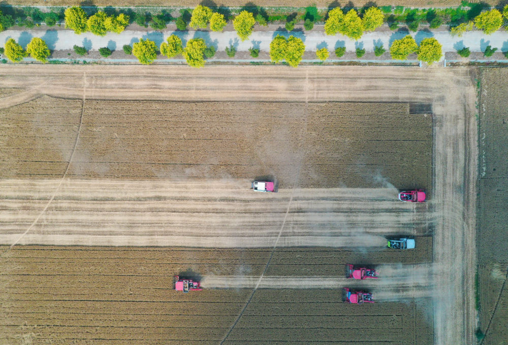 必赢中国“三夏”生产一线观察｜田间好“丰”景 夏收正当时(图6)