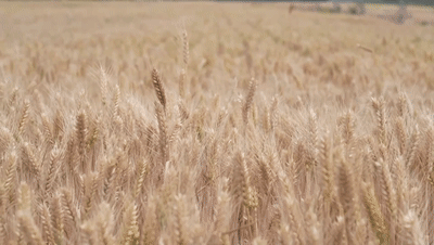 必赢中国“三夏”生产一线观察｜田间好“丰”景 夏收正当时(图5)